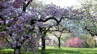 Botanical Garden